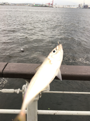 シラサエビでアコウ