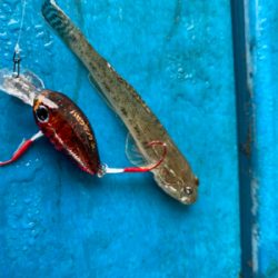 ハゼクラにどハマり