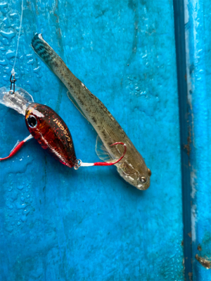 ハゼクラにどハマり