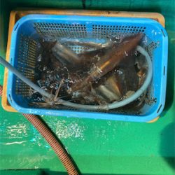 若狭湾でイカ釣り