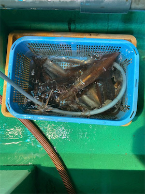 若狭湾でイカ釣り