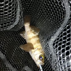 メバリング@貝塚