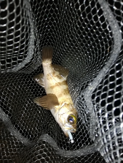 メバリング@貝塚