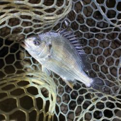 淀川ブリームゲーム