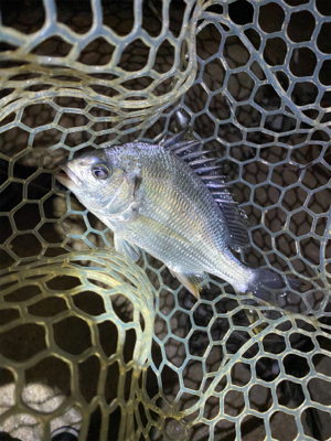 淀川ブリームゲーム