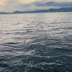 久しぶりの青物