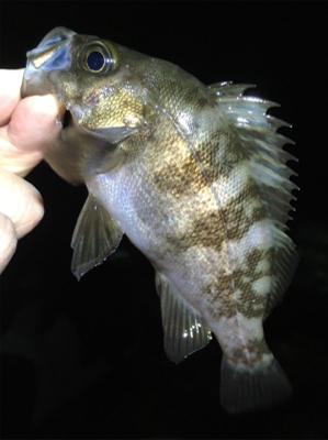 明石で梅雨メバル