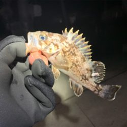 ロックフィッシュ！