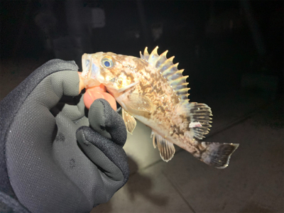 ロックフィッシュ！