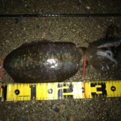 潮の変化でアオリイカGET＼(^o^)／