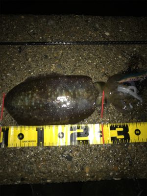 潮の変化でアオリイカGET＼(^o^)／