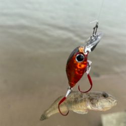 ハゼクラ　淀川