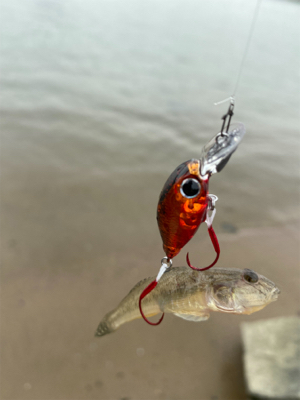 ハゼクラ　淀川