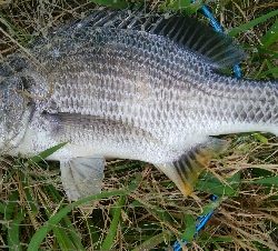 『釣りデビュー❤』179日目✨