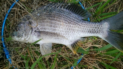 『釣りデビュー❤』179日目✨