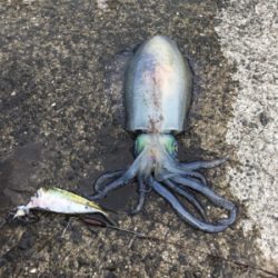 2021年初の春イカ