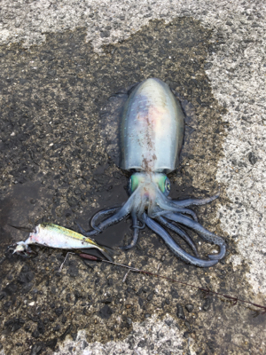 2021年初の春イカ