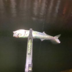 最近投稿ないので投稿南港アジング