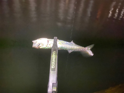 最近投稿ないので投稿南港アジング