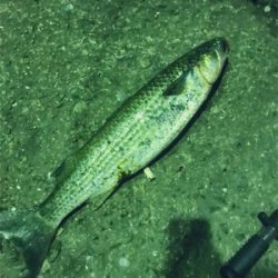 バチパターン終わり気味？