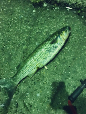 バチパターン終わり気味？