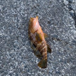 ライト五目釣り