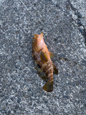 ライト五目釣り