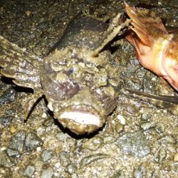 メバリング@泉南