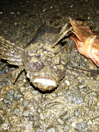 メバリング@泉南