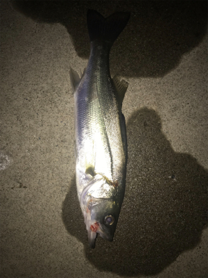 痛恨のラインブレイク⤵︎