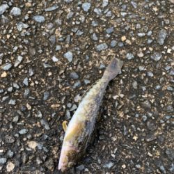 父の日のライトゲーム