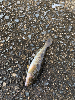 父の日のライトゲーム