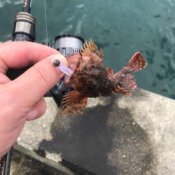 アオリイカを求めて