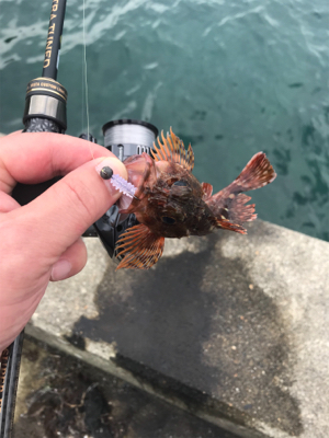 アオリイカを求めて