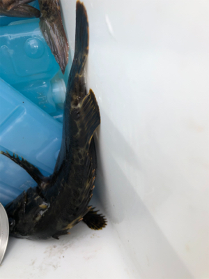 久しぶりにメバル