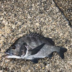 雨上がりの朝、チネ乱舞