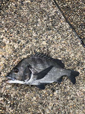 雨上がりの朝、チネ乱舞