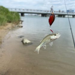 土日より平日の方がハゼクラは釣れる。