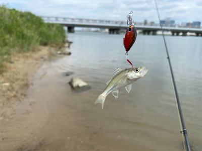 土日より平日の方がハゼクラは釣れる。