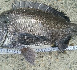 『釣りデビュー❤』180日目⭐