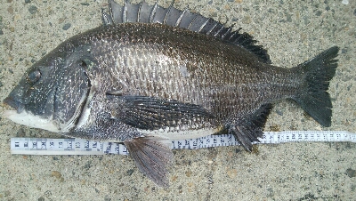 『釣りデビュー❤』180日目⭐