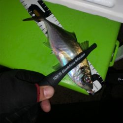 アジング復活‼︎と安定？のタコ