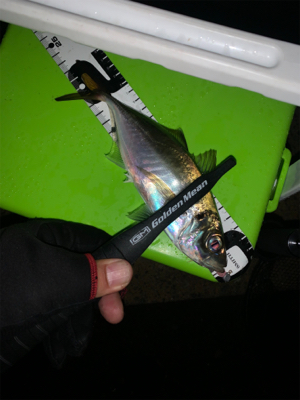 アジング復活‼︎と安定？のタコ