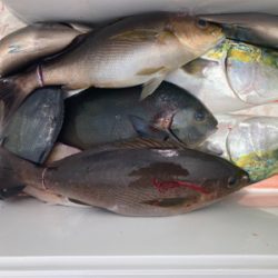 イサキを求めて