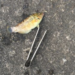 キスが食べたくて