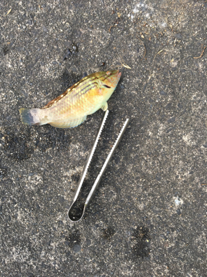 キスが食べたくて