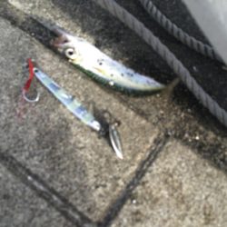 豆サバは相変わらずタコは激渋に。。