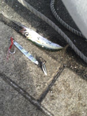 豆サバは相変わらずタコは激渋に。。