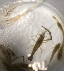 テナガエビチャレンジ