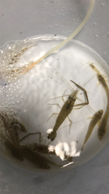 テナガエビチャレンジ